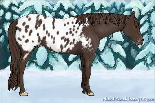 Horse Color:Liver Chestnut Appaloosa 