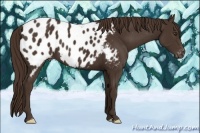 Horse Color:Liver Chestnut Appaloosa 
