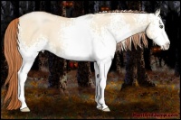 Horse Color:White Spotted Buckskin Pearl Dun Sabino 