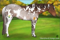 Horse Color:White Spotted Liver Chestnut 