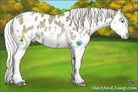 Horse Color:Silver Smoky Black Splash Appaloosa Rabicano