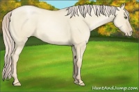Horse Color:Palomino Pearl Dun 
