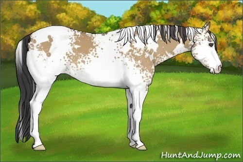 Horse Color:White Spotted Buckskin Dun 