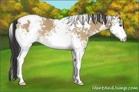 Horse Color:White Spotted Buckskin Dun 