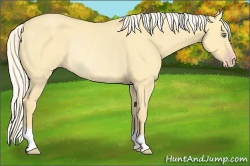 Horse Color:Gold Cream Champagne Dun Rabicano 
