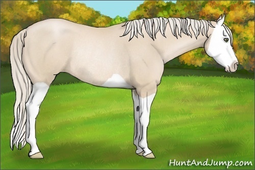 Horse Color:Palomino Pearl Splash Rabicano 