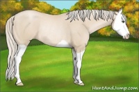 Horse Color:Palomino Pearl Splash Rabicano 