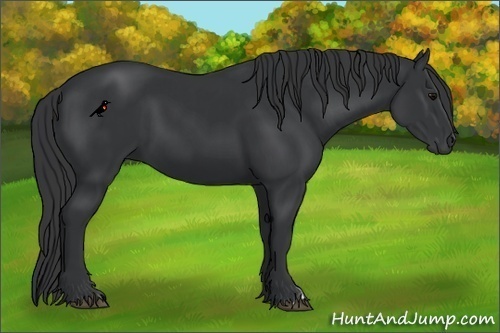Horse Color:Black  and Black 