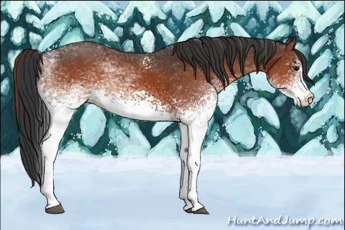 Horse Color:White Spotted Brown 