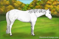 Horse Color:White Spotted Silver Brown Splash