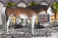 Horse Color:White Spotted Bay Splash