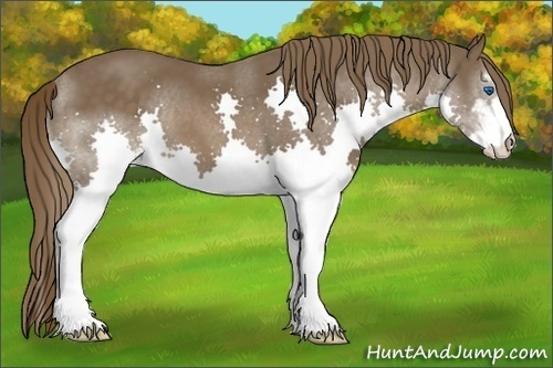 Horse Color:Liver Chestnut Sabino Splash 