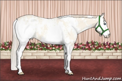 Horse Color:White Spotted Perlino Dun 