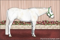 Horse Color:White Spotted Perlino Dun 
