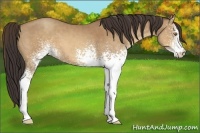Horse Color:White Spotted Sable Champagne 