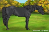 Horse Color:Black Rabicano 