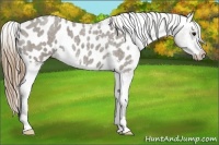 Horse Color:Smoky Grullo Roan Appaloosa 