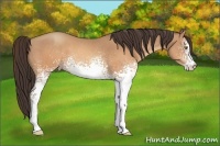Horse Color:White Spotted Sable Champagne