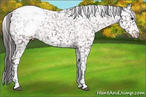Horse Color:Bay Appaloosa 