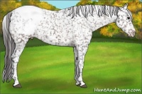 Horse Color:Bay Appaloosa