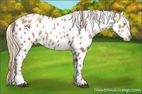 Horse Color:Liver Chestnut Pearl Near Leopard