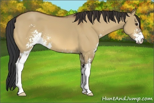 Horse Color:Bay Dun Sabino