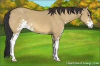 Horse Color:Bay Dun Sabino 