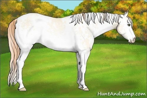 Horse Color:White Spotted Amber Cream Champagne Pearl 