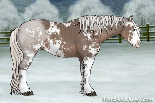 Horse Color:Silver Black Sabino 