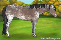 Horse Color:White Spotted Bay Ice 