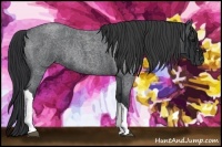 Horse Color:Blue Roan Rabicano