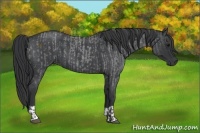 Horse Color:Blue Roan  and Blue Roan 