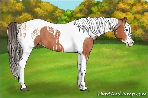 Horse Color:Bay Splash Tobiano Varnish  and Bay Splash Tobiano Varnish 