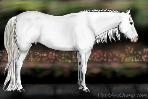 Horse Color:Liver Red Dun Appaloosa Rabicano 