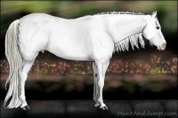 Horse Color:Liver Red Dun Appaloosa Rabicano 