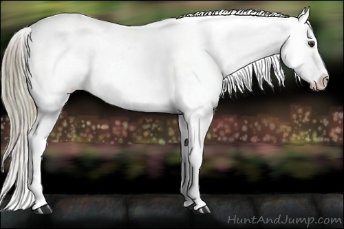 Horse Color:Liver Red Dun Appaloosa Rabicano