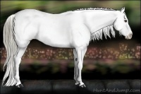 Horse Color:Liver Chestnut Appaloosa