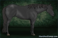 Horse Color:Liver Chestnut Frame