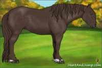 Horse Color:Liver Chestnut Frame 