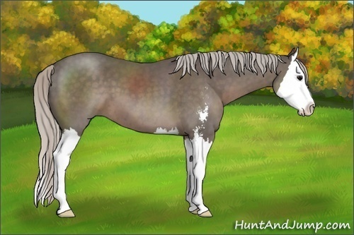Horse Color:Silver Black Sabino Splash