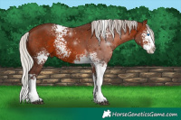 Horse Color:White Spotted Silver Brown Sabino Splash 