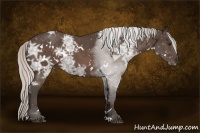 Horse Color:White Spotted Silver Bay Ice Roan Rabicano