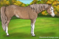 Horse Color:Chocolate Palomino Sabino Splash 