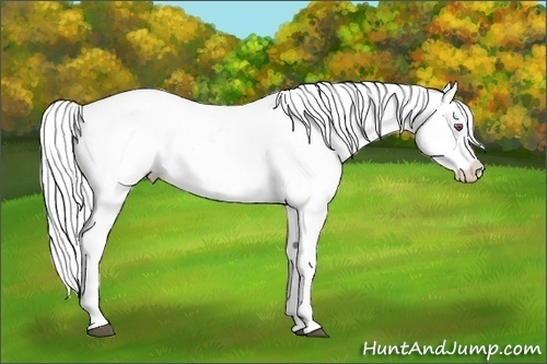 Horse Color:Bay Chinchilla Dun Snowcap  Brindle
