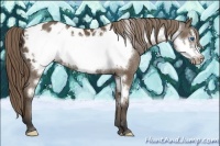 Horse Color:Buckskin Frame Blanket
