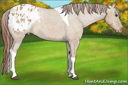 Horse Color:Red Dun Tobiano Appaloosa 