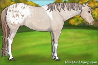 Horse Color:Red Dun Tobiano Varnish 