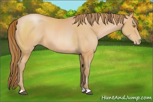 Horse Color:Bay Pearl 