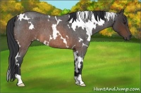 Horse Color:White Spotted Brown Roan 
