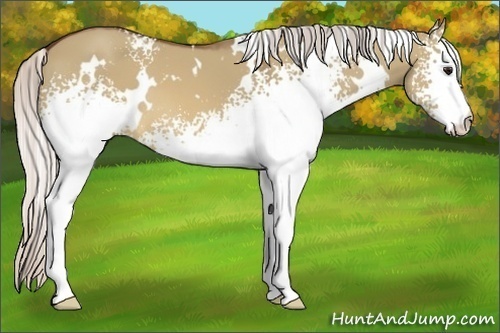 Horse Color:White Spotted Silver Brown Dun